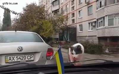 Cat startled by windshield