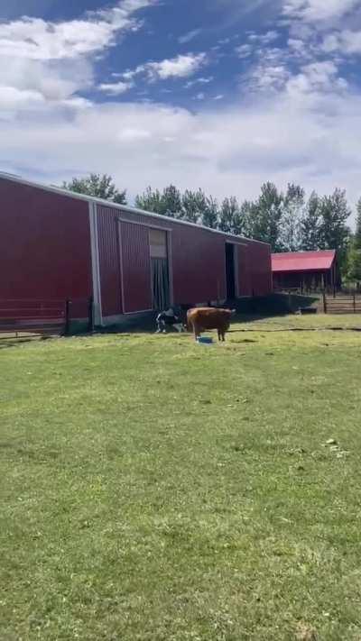 Calf getting to run freely at an animal sanctuary