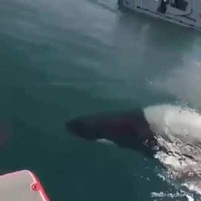 Bond. . . . James Bond.