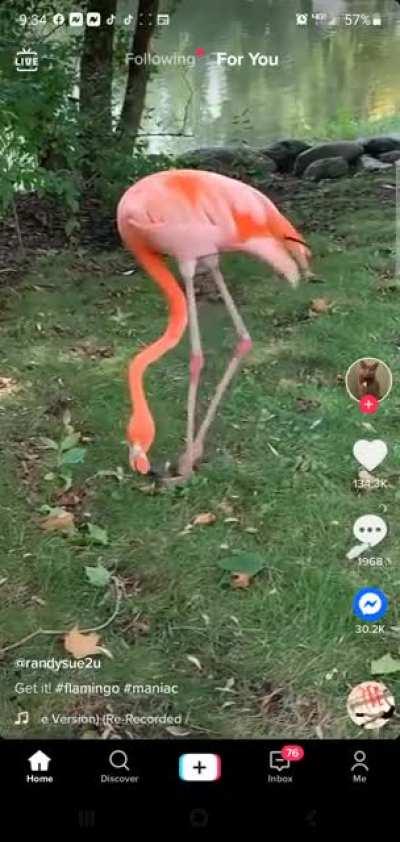 Tropical SlammieWhammie Movie Edition