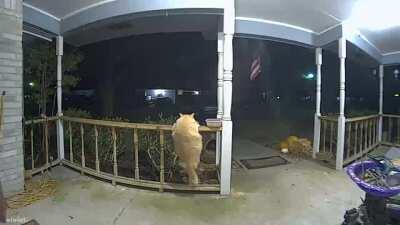 Caught on my doorbell camera