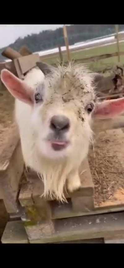 lisbsowvevvwnwlworbbr