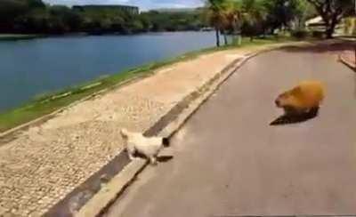 ANGRY CAPYBARA