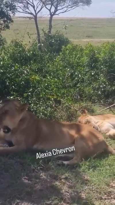 Fig trees only showed up with 1 cub this morning...hope they're hiding somewhere