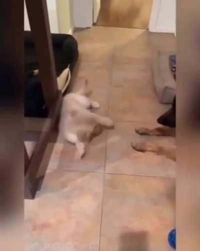 If you give a dog a puppy...