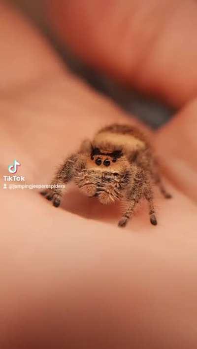 Athena challenges you