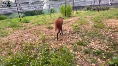 Plants vs. Wolves: Leggy Edition