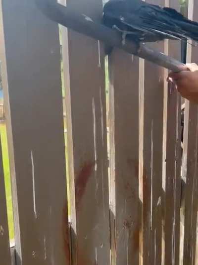 maN muRDErs A CRow WiTH A CROWBar. BloOd EvERYwHerE!!!