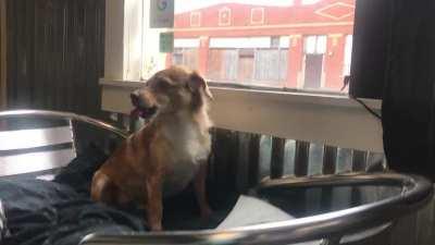 Self Control always makes my pup sing her heart out. Please tell me this is as cute as I think it is.