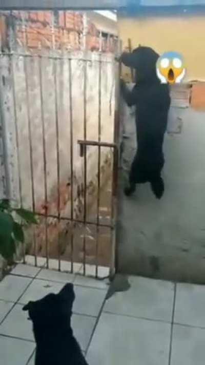 To outsmart the dogs...