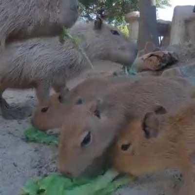 Capybara pup's perfect day: swim, snack, sleep, repeat