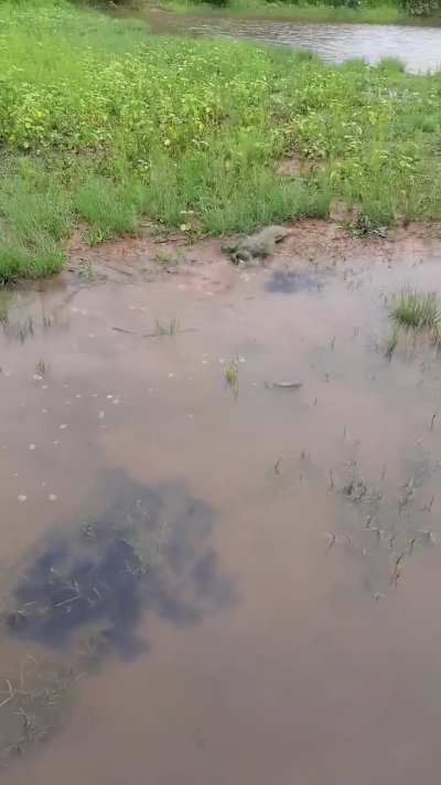 Giant bullfrog protecting its young