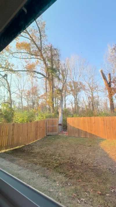 Husqvarna 365 such a joy to let her eat.