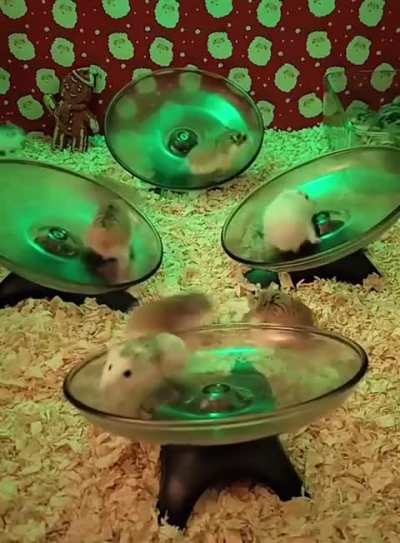 Hamster raves look fun