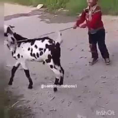 I’m surprised that goat lasted that long