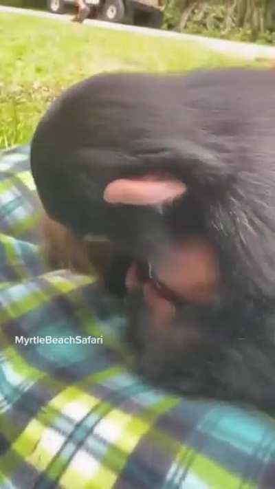 BlOoDThirsTy aPe AttAckS InnOCEnT cHILd HAViNg a pICNic