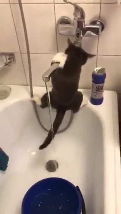 When your home cat thinks it’s a top predator with ninja skills