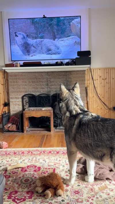 Hildi just chatting with a distant relative 😅