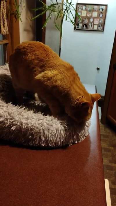 Biscuits in the dark