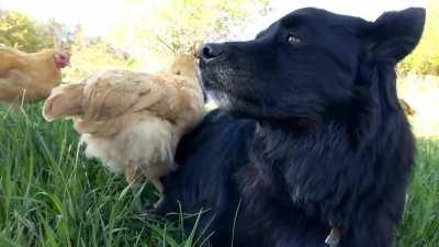 My chicken checking my dog for bugs