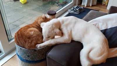 By our new dog at playing with the cat.