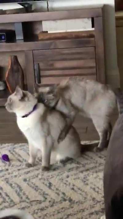 Does anyone know what my cats are doing? They’re brothers fwiw.