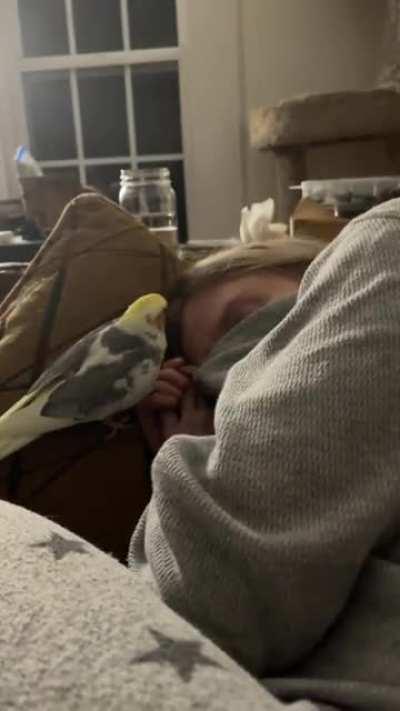 My cockatiel Melon kissing my brother goodnight