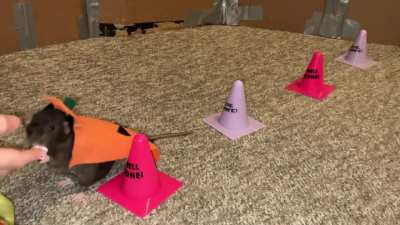 My smol rat Cracker doing a fun trick combo in her pumpkin costume!