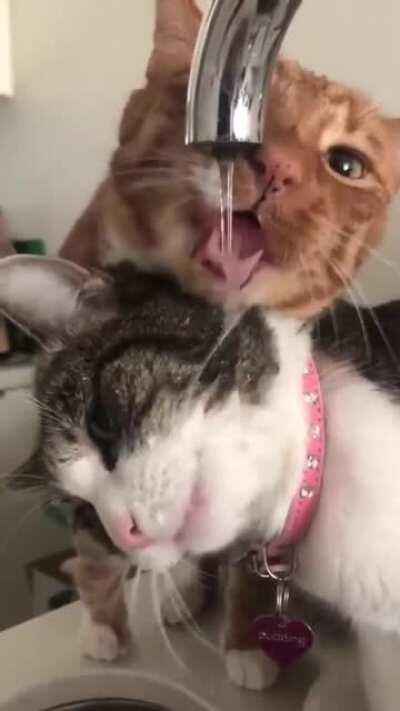 Funny kitties making fun....