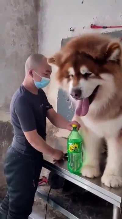 Now this is a big boi