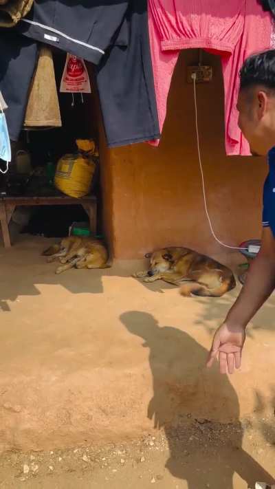 People are doing anything just to get views & likes. They don't have brains, they think it's ok to do anything for fun.