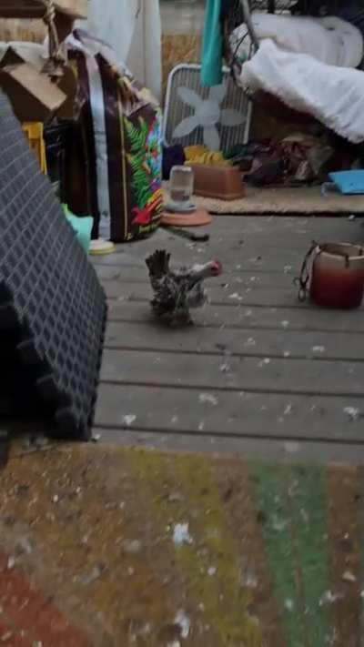 My tiny cock did his first a-doodle-do