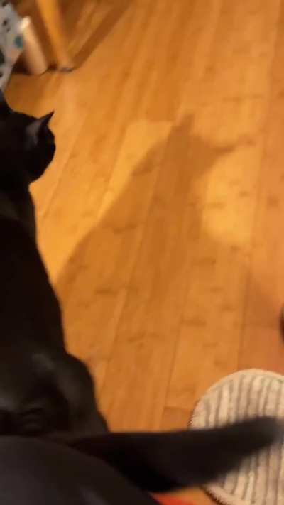 After the mop pads, Harpo moved on to paper towels.