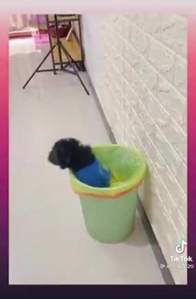 there are 2 types of dogs!!