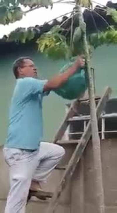 I can take out a wasp’s nest with my bare hands