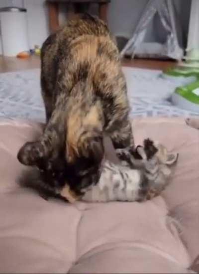 Rustling up some potats