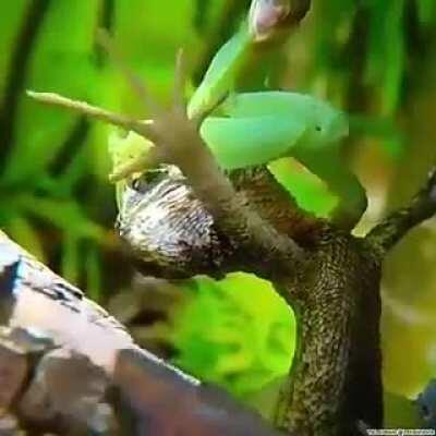 Never underestimate your opponent.