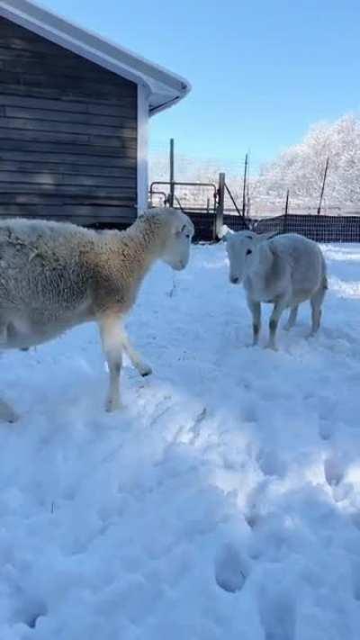 Simon + Garfunkel update: these young sheep friends absolutely love playing in the snow🥲 When you go vegan, you help save babies like these❤️ (Woodstock Farm Sanctuary)
