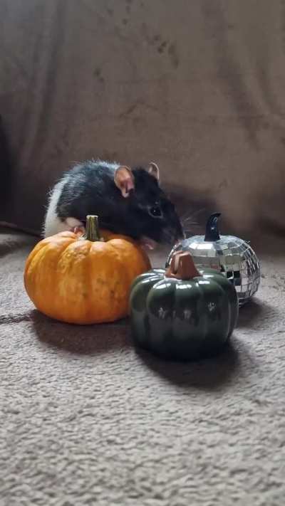 Six spooky boys 🎃