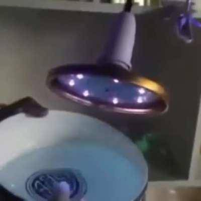 Fish glows a luminous blue under UV light.