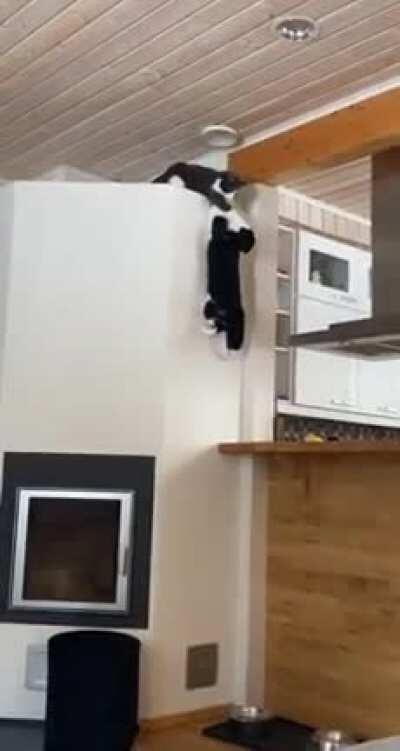 Cats reenacting Mufasa Death Scene