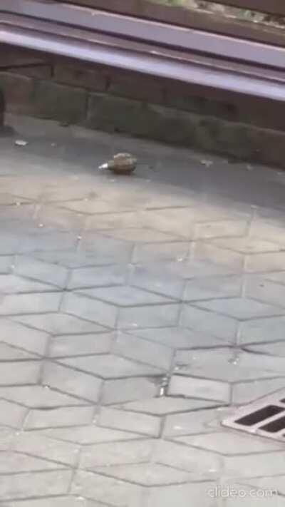 Спецоперация по обезвреживанию гранаты в людном месте в Бресте. Работают профессионалы.