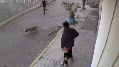 Friend : Don't worry, my puppies just want to play.
His Puppies-