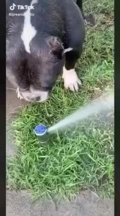 He’s a bit thirsty