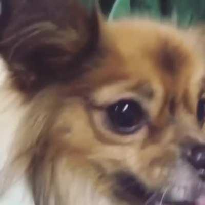 Dog's while they're being groomed