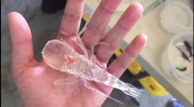 A scientist from Oregon found this sea creature called Cystisoma