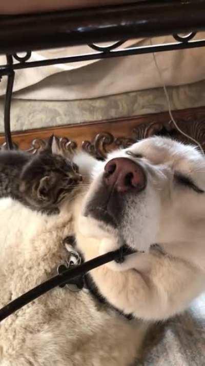 Прилягу тут