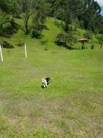 Corgi meets huge open field after months of an apartment and limited walkies