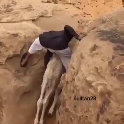 The man helps the baby camel trapped in the pit to reunite with its mother..