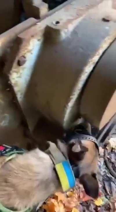 Only the best gear for Ukrainian de-mining dogs 🐶 🇺🇦